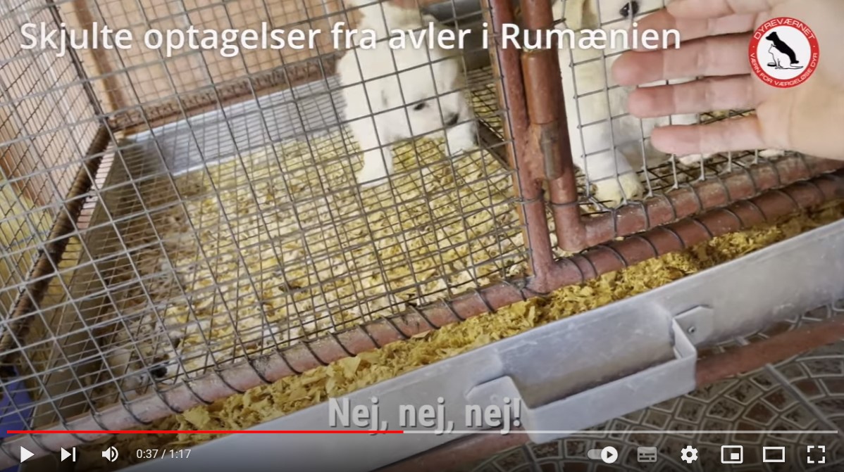 Hvalpene bliver holdt som høns i bur under kummerlige forhold, adskilt fra hundemor og søskende........