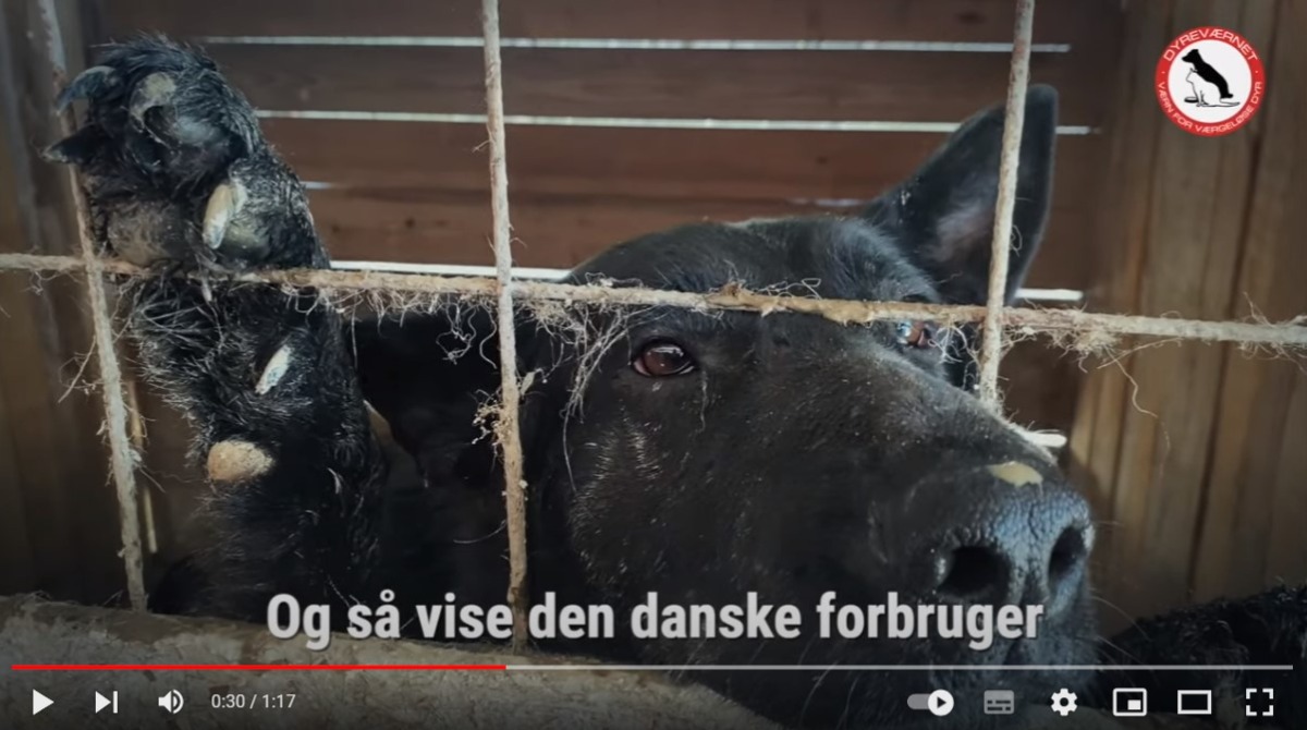 Syg og udmattet avlstæve spiser, skider og sover samme sted. De går i uudholdelige + grader uden skygge og vand og i uudholdelige - grader uden læ og varme