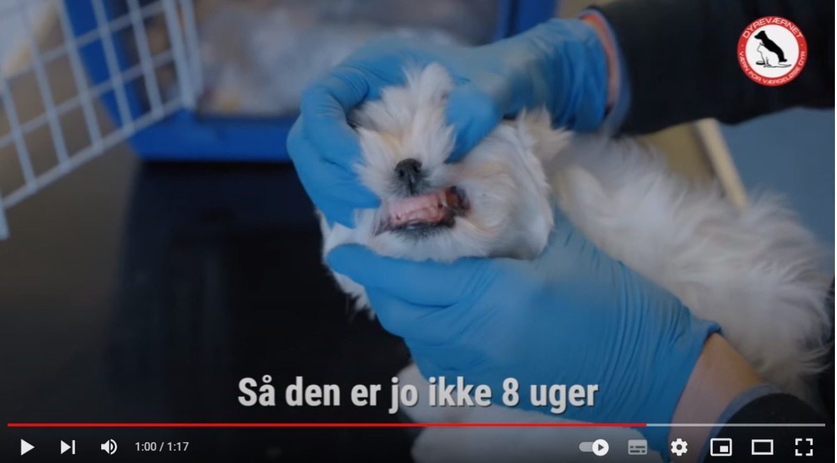 Hvalpen blev solgt som 8-ugers hvalp. Men Dyreværnets dyrlægeundersøgelse viser, at det kan den umuligt være......